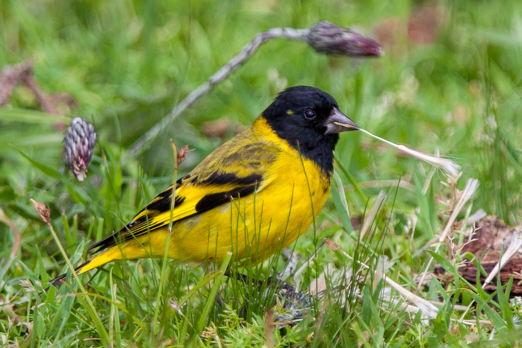 Hooded Siskin (Spinus magellanicus) photo
