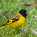 Hooded Siskin - Photo (c) sdrov, all rights reserved, uploaded by sdrov