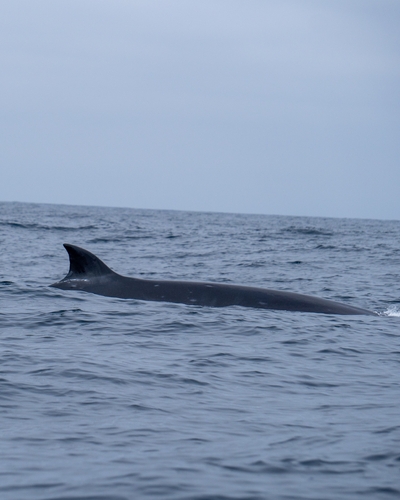 Sei Whale