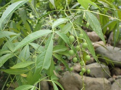 Image of Tovaria pendula