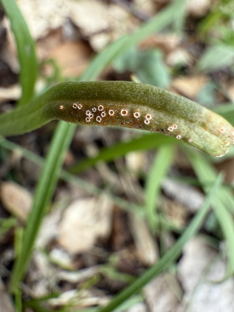 Spring Beauty Rust spring beauty rust from Pleasantville, NY, US on April 12, 2026 at 05: ...