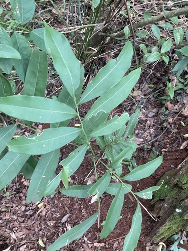 Matayba elaeagnoides