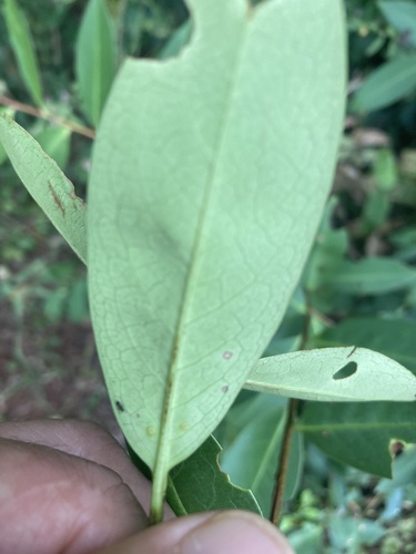 West Indian cherry