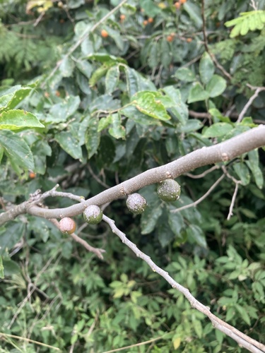 Celtis tarijensis
