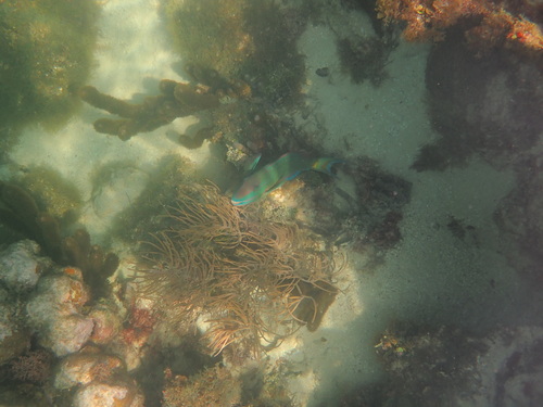 Sparisoma viride