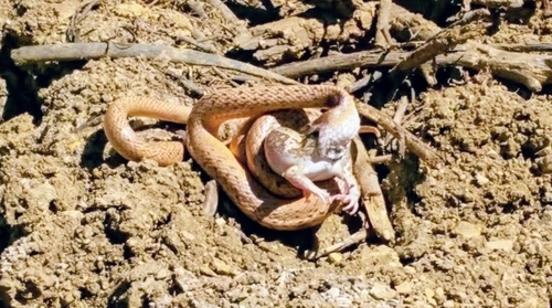 Speckled Brown Snake