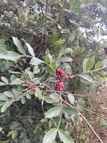 Brazilian pepper