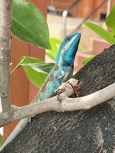 Siamese Blue Crested Lizard