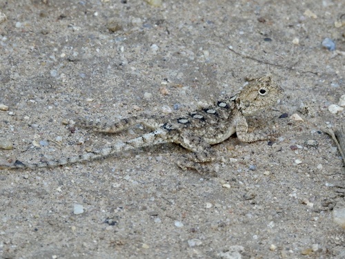 Tropical Spiny Agama