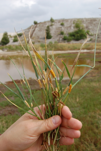 Žolinis žiedgrybis nuotrauka