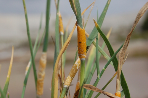 Žolinis žiedgrybis nuotrauka