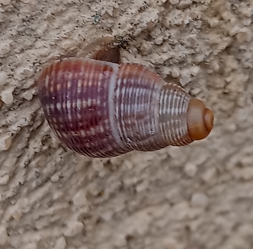 Tudorella ferruginea