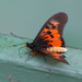 Acraea perenna perenna - Photo (c) mob-critters, all rights reserved