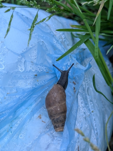 Rumina decollata