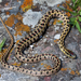 Gunther's Striped Snake - Photo (c) Sergei Drovetski, all rights reserved, uploaded by Sergei Drovetski