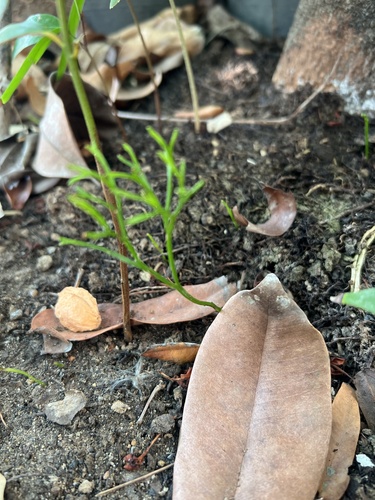 skeleton fork fern