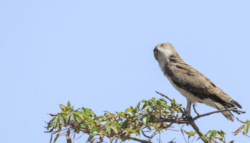 Beaudouin's Snake-Eagle