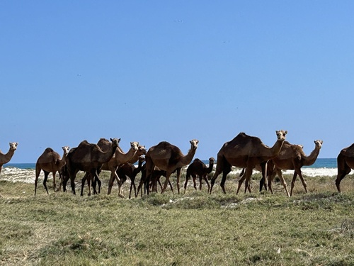 Dromedary Camel