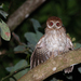 Puerto Rican Owl - Photo (c) Bill Hubick, all rights reserved, uploaded by Bill Hubick