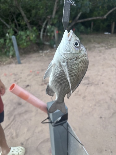 Pikey Bream