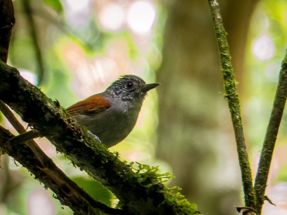 Rufous-backed Antvireo photo