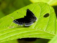 Calephelis iris image