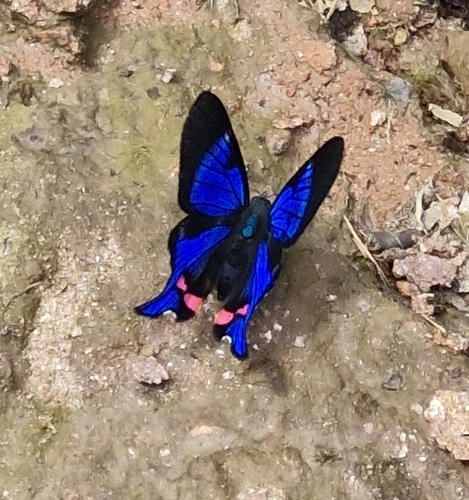 Periander Metalmark