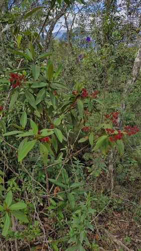 Miconia melastomoides