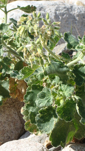 Baja California rocknettle