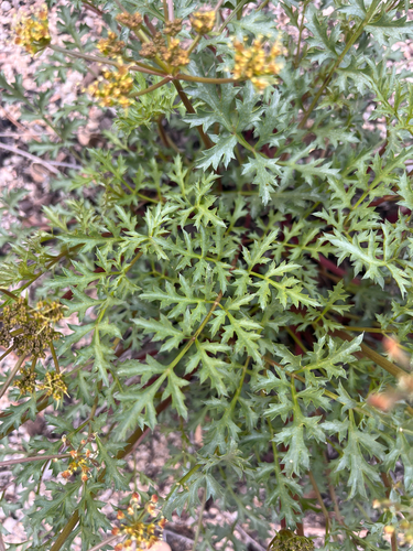 iNaturalist observation photo of Parish's umbrellawort