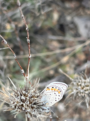 iNaturalist observation photo of Acmon Blue