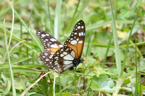 Beautiful Monarch