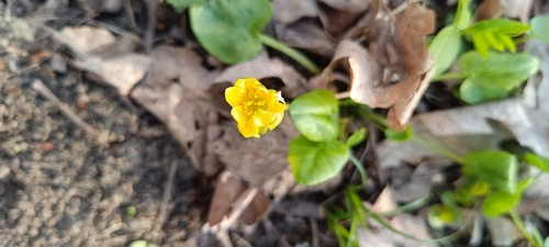 lesser celandine