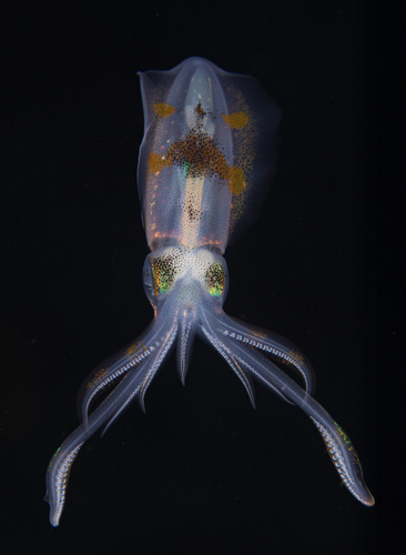 Sepioteuthis lessoniana