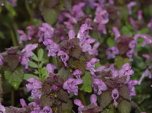 red deadnettle