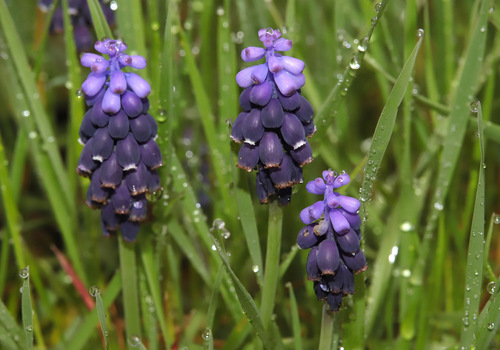 Musk Hyacinth