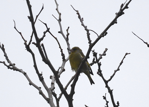 European Greenfinch