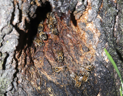 Western Honey Bee