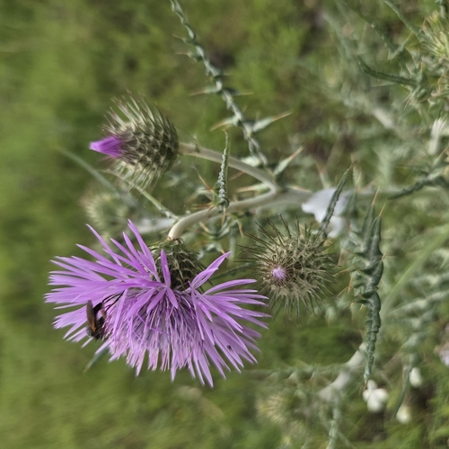 Boar Thistle