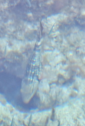 Sparisoma viride