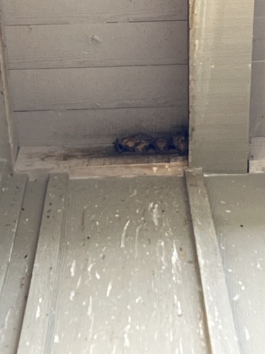 iNaturalist observation photo of Pallid Bat