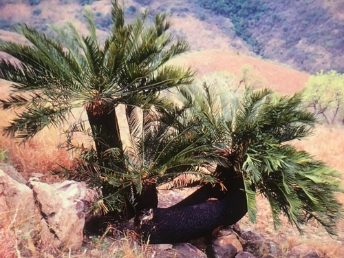 Encephalartos relictus