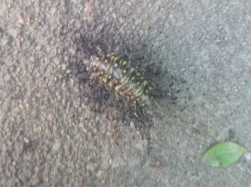 Megalopyge urens