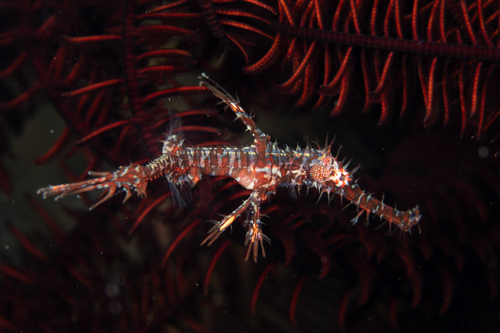 Solenostomus paradoxus