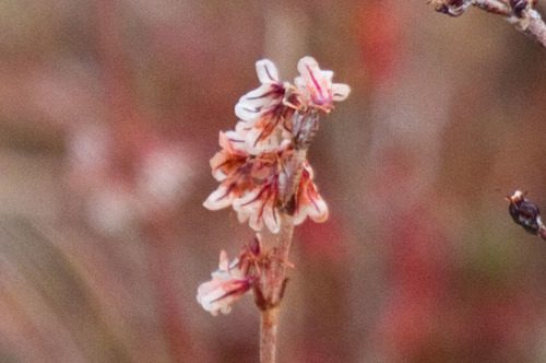 Chaparral Nolina (Nolina cismontana) · iNaturalist