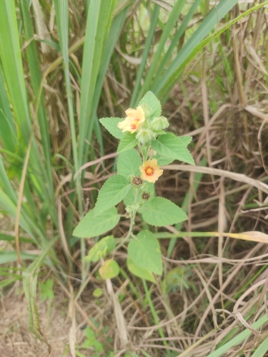 flannel weed