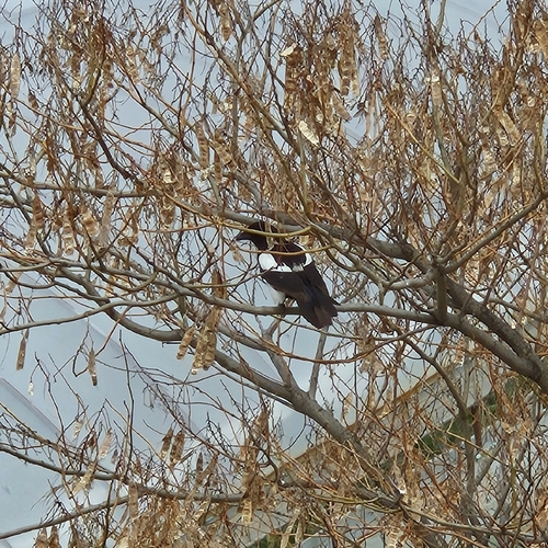 Eurasian Magpie