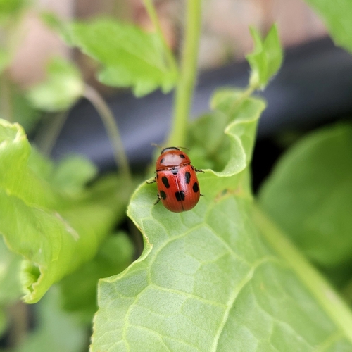 Gonioctena fornicata