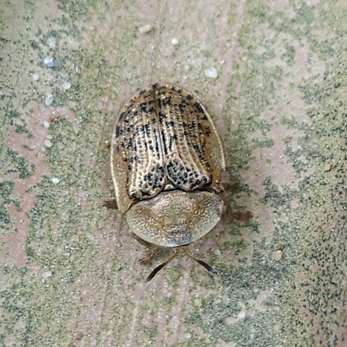 Cassida nebulosa