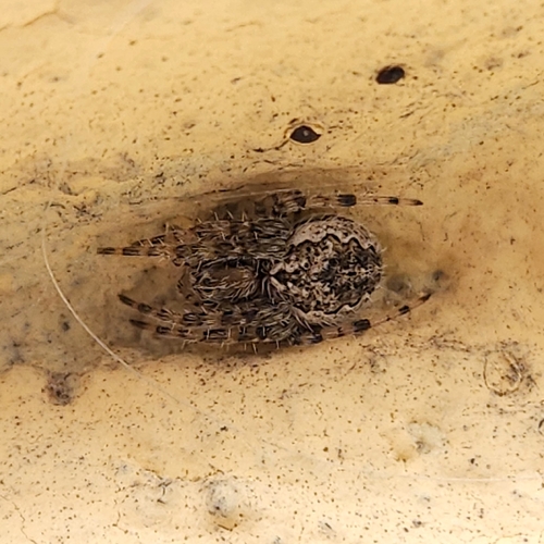 Larinioides ixobolus
